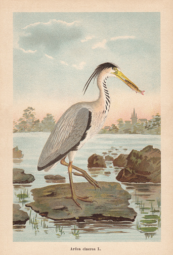 Grey heron (Ardea cinerea). Chromolithograph, published in 1896.