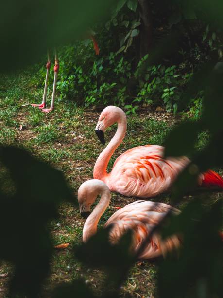 flamingo - american flamingo zdjęcia i obrazy z banku zdjęć
