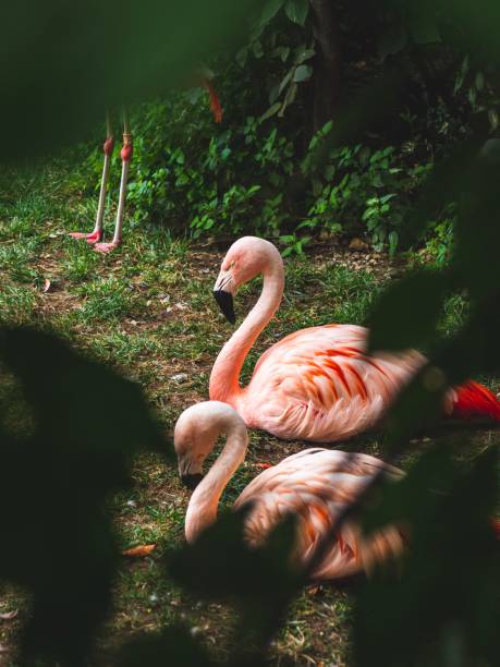 flamingo - american flamingo imagens e fotografias de stock