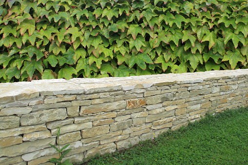 Stone wall with a plant fence in the background   Garden of the house