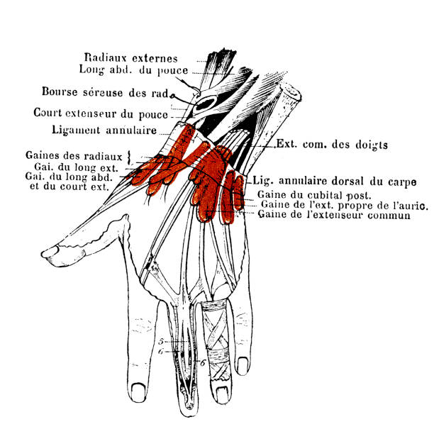 istock Dorsal tendons of the wrist 1172523401