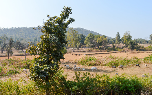 Landscape Scenery of Chhota Nagpur Plateau, The Indo Gangetic plain in eastern Chhattisgarh of India. It also covers area of Jharkhand state as well as parts of Odisha, West Bengal, Bihar.