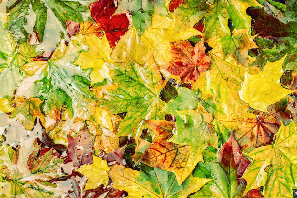 istock beautiful, bright, colorful autumn leaves, toned 1172523522
