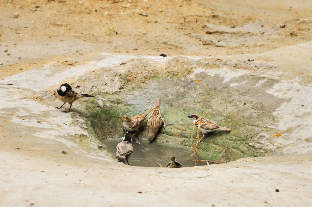 istock Birds in Chahkouh Canyon, Qeshm 1172523594