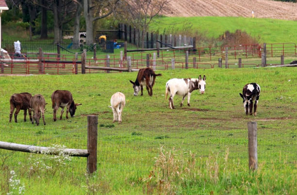 istock Autumn rural landscape with farm animals in the paddock. 1172523868