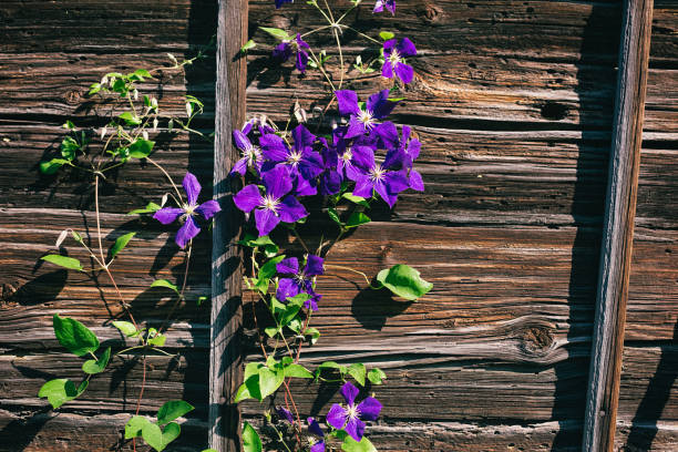 clematis na ścianie starego bawarskiego drewnianego domu - shack hut old obsolete zdjęcia i obrazy z banku zdjęć