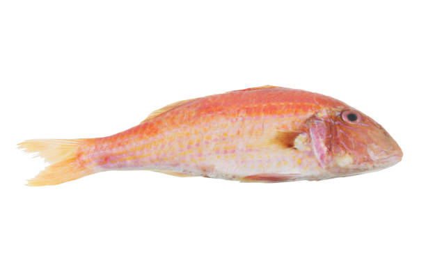 Red mullet fish isolated Red mullet fish isolated on white background barbel stock pictures, royalty-free photos & images