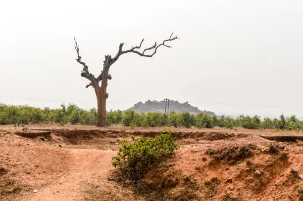 Landscape with dry lone bare tree in Dry hilly Semi-arid area of Chota Nagpur plateau of Jharkhand India. Land degradation happen due to climate change, which effects agricultural productivity, biodiversity and sustainable development. Arid and Semi-arid Region Landforms.