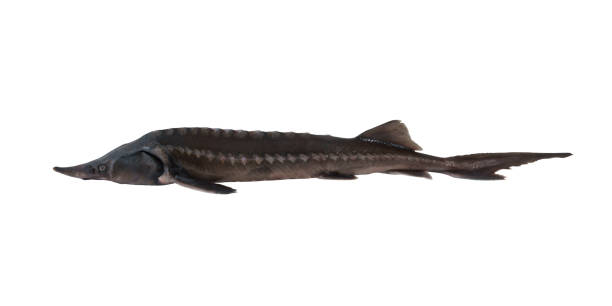 istock Sturgeon fish or sterlet isolated 1172525581