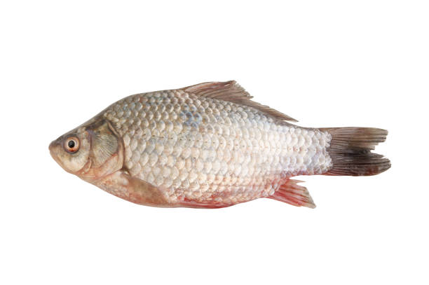 istock Crucian fish isolated on white background 1172525591