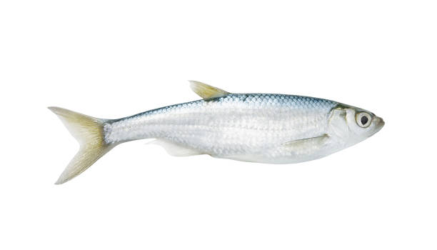 istock Bleak freshwater fish isolated 1172525684