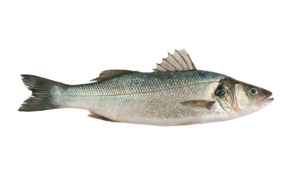 istock Seabass fish or lavrak isolated on white 1172525796