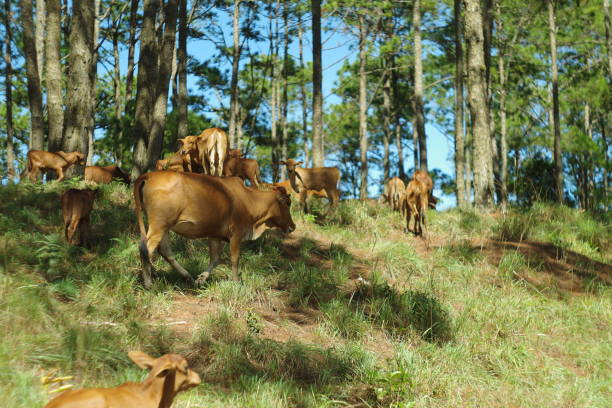 istock cows in the green farm and cattle feeding by environment friendly 1172528721