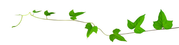 istock one of a kind ivy leaf on white background 1172532739