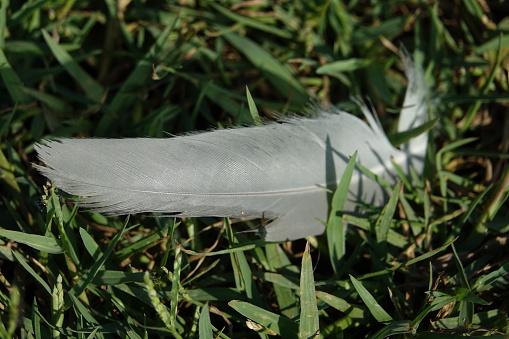 Feather on the lawn