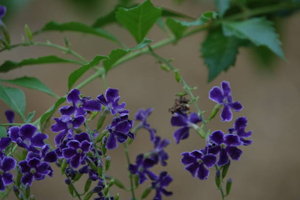 istock Nature flowers and plants 1172536724
