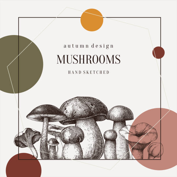 illustrations, cliparts, dessins animés et icônes de collage de champignons - chanterelle