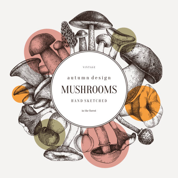 ilustrações de stock, clip art, desenhos animados e ícones de mushrooms vector wreath - edible mushroom illustrations