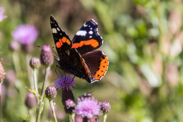 istock Red admiral butterfly on a violet thistle 1172538256