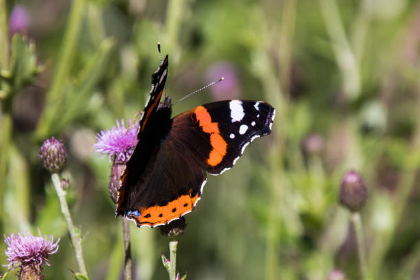 istock Red admiral butterfly on a violet thistle 1172538325
