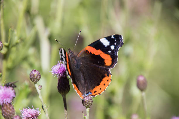 istock Red admiral butterfly on a violet thistle 1172538423