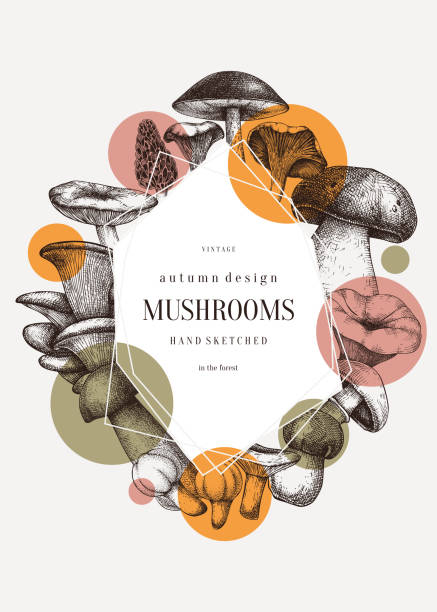 Mushrooms vector collage Mushrooms trendy design. Autumn frame with abstract elements. Forest plants sketches. Perfect for recipe, menu, label, icon, packaging. Vintage mushrooms background. Healthy food illustration. peppery bolete stock illustrations