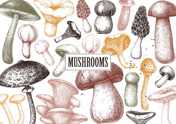 Mushrooms design 1 color Edible mushrooms vector illustrations collection. Hand drawn food drawings. Forest plants sketches. Perfect for recipe, menu, label, icon, packaging, Vintage mushrooms outlines. Botanical set. peppery bolete stock illustrations