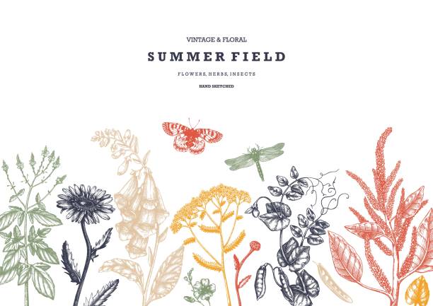 Wildflowers design Summer wild flowers background. Floral card or invitation design. Hand drawn herbs, weeds and meadows. Vintage flowers with insects drawings. Vector template with botanical elements. Outlines dragonfly drawing stock illustrations