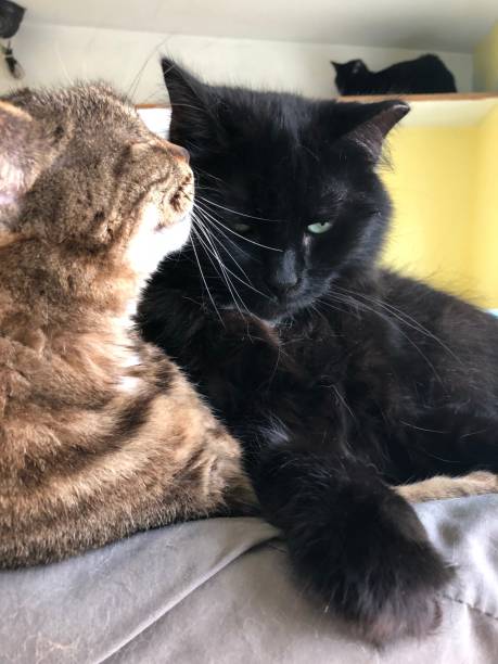 istock 2 cats in shelter 1172539655