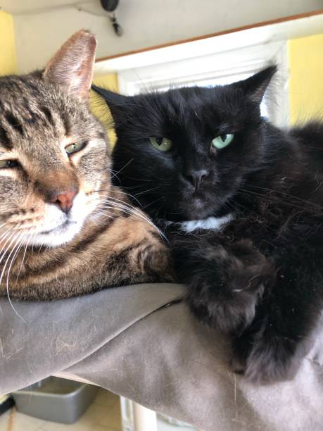 istock 2 cats in cat shelter together affectionate 1172539709