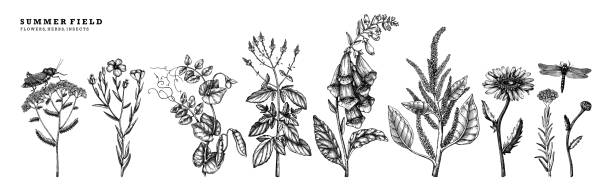 ilustraciones, imágenes clip art, dibujos animados e iconos de stock de flores de primavera conjunto negro - herb chamomile flower arrangement flower