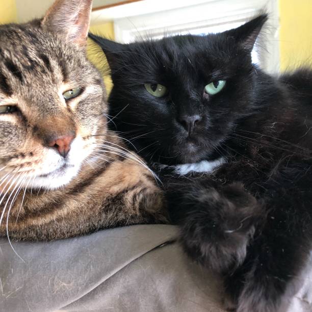istock 2 cats together in cat shelter 1172539720