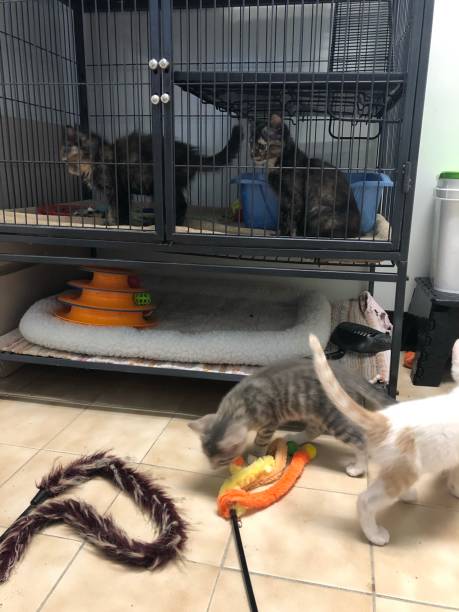 istock Kittens in animal shelter playing 1172539766