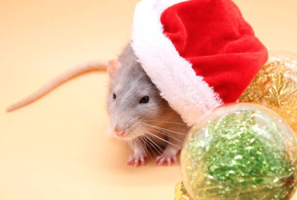 istock A rat in a Christmas hat. Happy New Year 2020. 1172540336