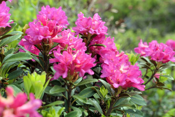 rhododendron alpino que cresce em montanhas elevadas de tauern. alp rose. - european alps tirol rhododendron nature - fotografias e filmes do acervo