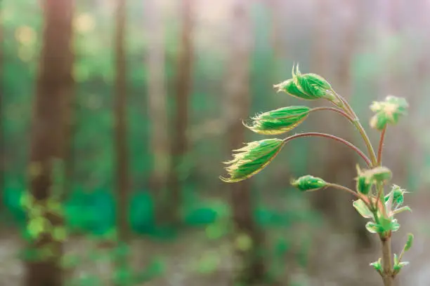 Fresh green seedling sprouting in a forest or woodland with selective focus to the leaves and lateral copy space in spring or summer