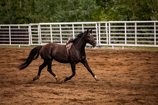 A black horse with bronc rigging running in an arena with a white fence in the background