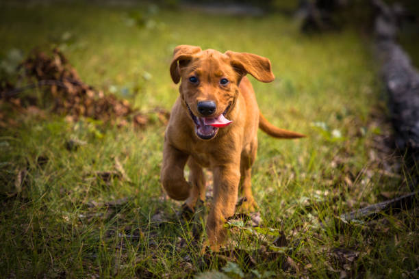 istock Labrador Retriever Puppy 1172547593