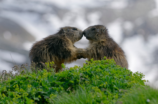Alpine marmot (Marmota marmot)