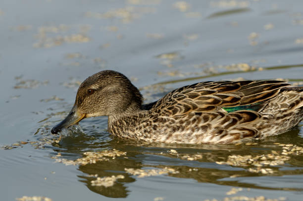 female green-winged teal duck (Anas crecca) female green-winged teal duck (Anas crecca) green winged teal duck stock pictures, royalty-free photos & images