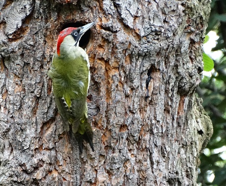 Male great spotted woodpecker (Dendrocopos major) perching on a tree stump.