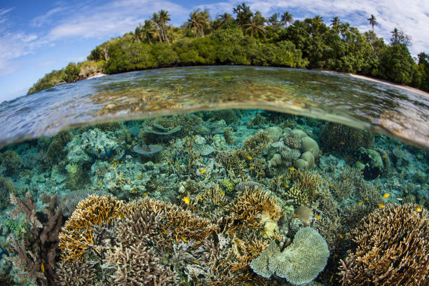 istock Gorgeous Shallow Reef in Solomon Islands 1172553489