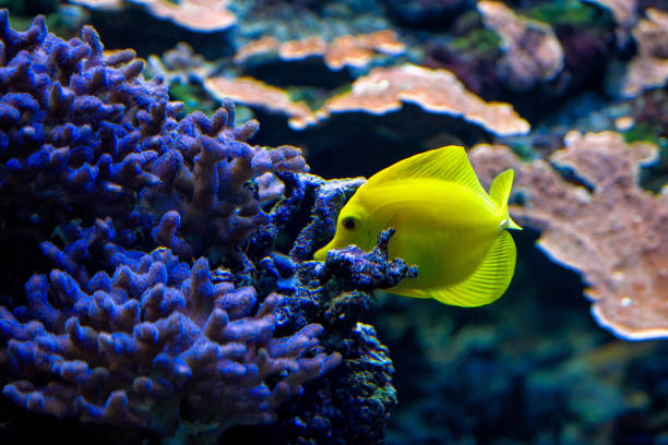istock Yellow fish surgeon on background of sea corals. 1172553733