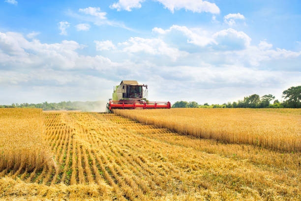 istock Combine harvester harvests ripe wheat. Ripe ears 1172553988