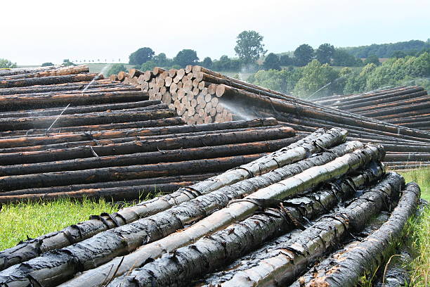 logging stock photo