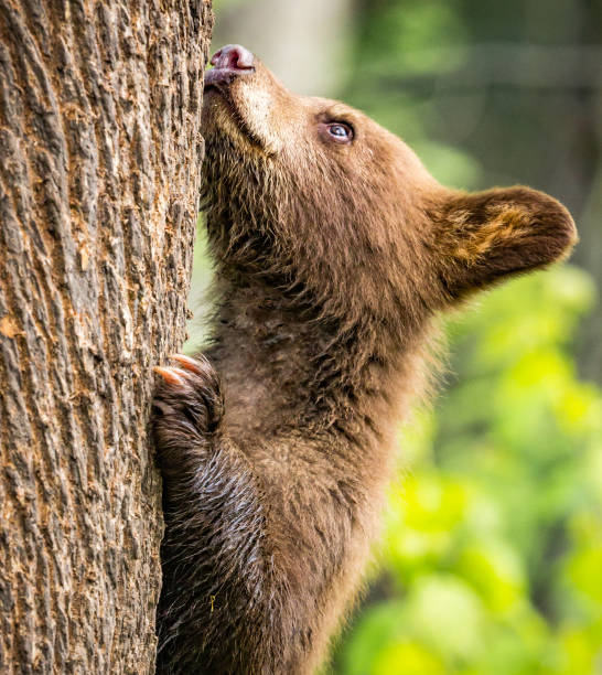 istock Brown cub tries to climb large tree. 1172554118