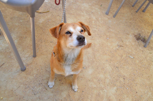 istock Mixed Breed Dog Begging with Eyes 1172554265