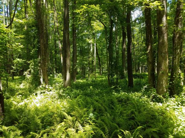 istock trees in woods or forest with vines 1172555975