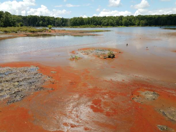 istock red algae and water and mud in a wetland area 1172556012