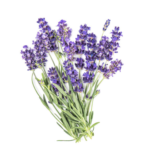 istock Lavender flower bunch isolated white background Fresh herbs 1172556608